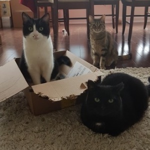 Team Page: Whiskers & Tails